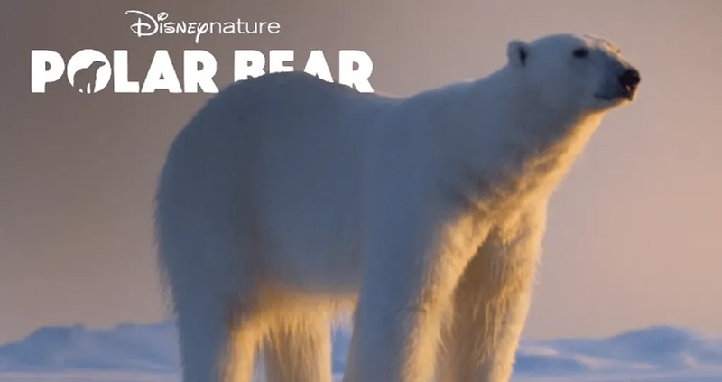 Watch Polar Bear(2022)